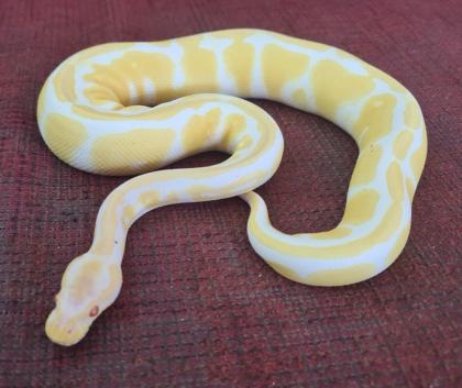 Königspython Albino 0. 1