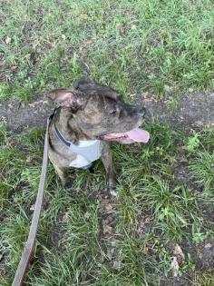 Pit-Staff-Mix sucht dringend neues Zuhause oder Pflegestelle