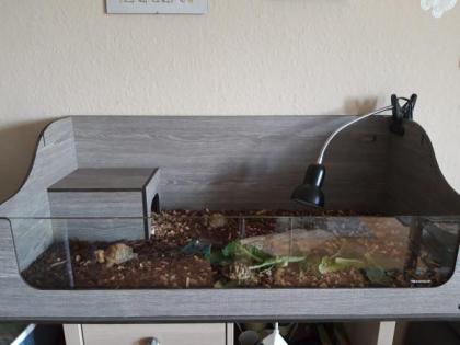 Terrarium mit 2 Schildkröten