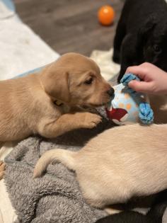 Labrador Welpen, reinrassig, Babylabradore