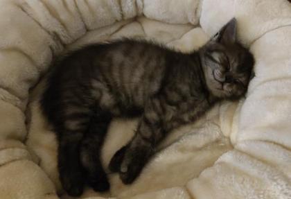 BKH Kitten