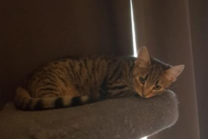 5 Hauskatzen Mischlinge
