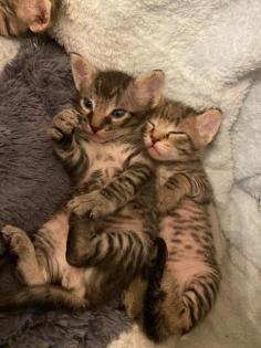 Sphynx Kitten