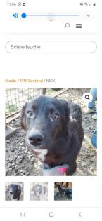 Tolle Welpen, Junghunde Hundesenioren