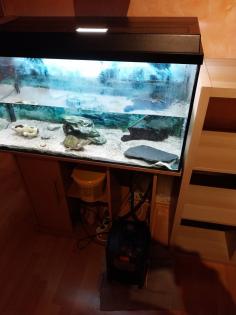 Dachmoschussschildkröte und Zubehör