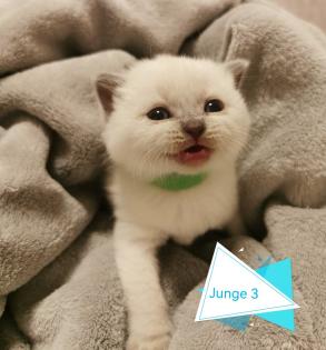 BKH Kitten suchen ein liebevolles Zuhause