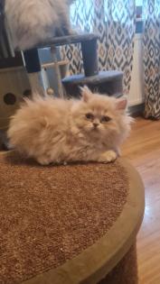 Creme Perser Kitten mit Nase