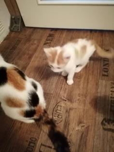 Katzenbabys, Kitten, Katze