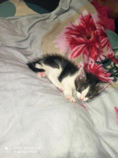 4 baby Kater suchen noch