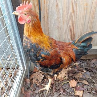 Hähne Junghähne Australorp Welsumer
