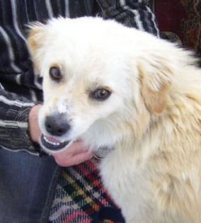 Pfötchenhilfe Rhodos sucht für kleinen Terrier-Mix Frodo ein neues Zuhause