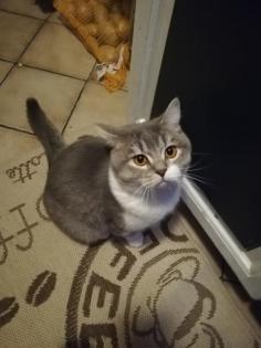 Bkh deckkater