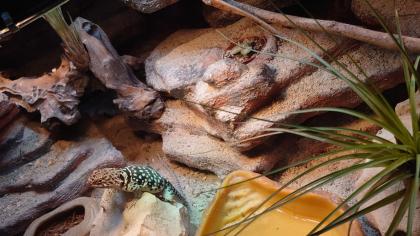 Halsbandleguan mit terrarium