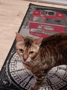 Bengal Kater 3jahre alt