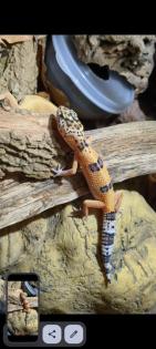 Leopardgeckos aus Rostock