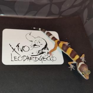 Leopardgecko Babys