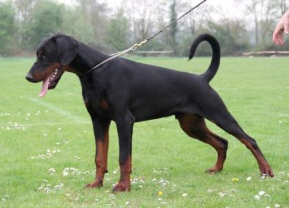 Dobermann Deckrüde steht gesunden Hündinnen zur Verfügung.