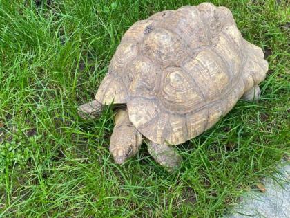Pantherschildkröten