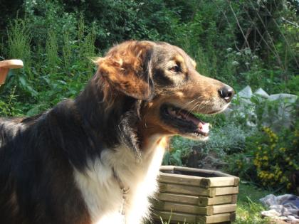DOGSITTING Ich führe gerne täglich ihren Hund 1-3 std aus Raum Ellerbeck/ W