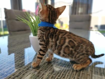 Wunderschöne Kontrastreiche Bengalkitten