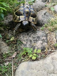 Griechische Landschildkröte männlich, geb. 2008