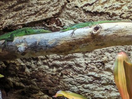 Anolis roquet summus