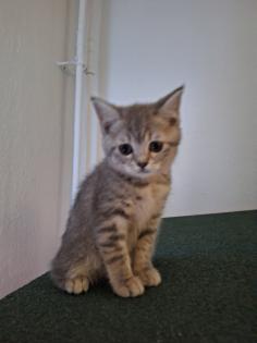 Zuckersüße BKh Kitten reinrassig abgabebereit