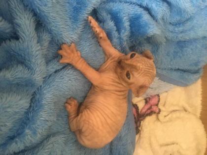 Kanadishe sphynx kitten