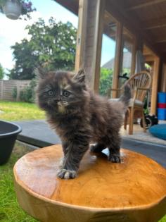 Katze Dori sucht ein liebevolles Zuhause
