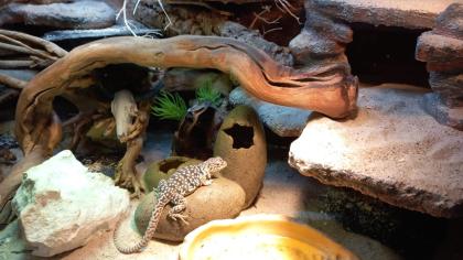 Halsbandleguan mit terrarium