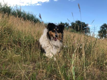 Reinrassige Collie Langhaar Welpen -Amerikanische Linie