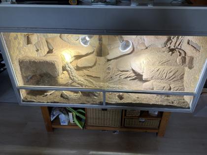Bartagamen mit Terrarium