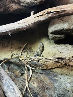 Stachelschwanzwaran Varanus acanthurus männlich, ca. 5 Jahre alt