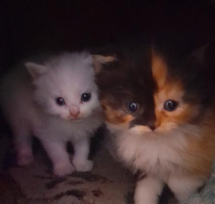 Maincoon Mix Kitten Katze Kater Perser