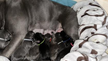 American Bully XL-XXL welpen