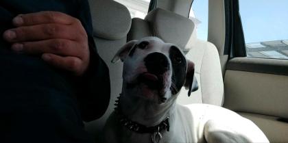 Boxer Labrador Mix Hündin