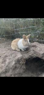 Vermittlung/ Aufnahme von Kaninchen