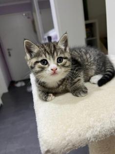 BKH Kitten