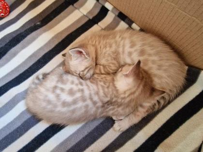 Bengal-Siam Mix Kitten