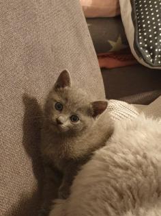 Russisch Blau Kitten