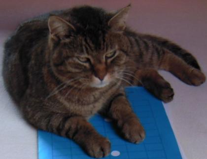 Kater Katze