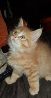 Maine coon Katerchen ab März