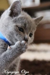 Russisch Blau Kitten mit Stammbaum