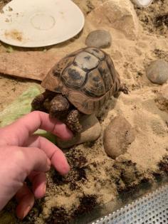 Landschildkröte w 30 Jahre inkl. Terrarium in liebevolle Hände