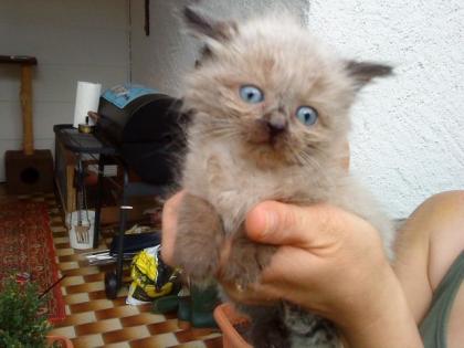 4 wunderschöne Colorpoint Mischlings Katzenbabys abzugeben