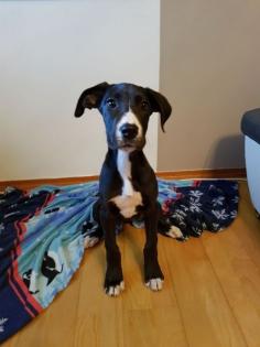 Deutsche Dogge