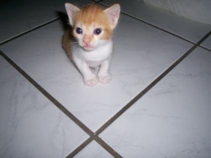 Süße Kitten ab sofort abzugeben