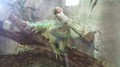 Grüne Leguan Pärchen Terrarium