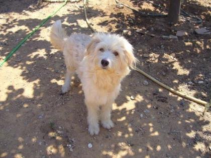 Leon sucht dringend ein Zuhause