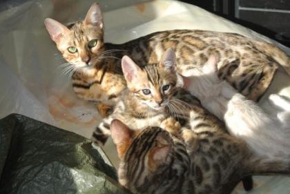 Bengalkatzen, Bengalen, Kätzchen, Katzen, Kitten, Katzenbabys, Tiere, Rassekatze
